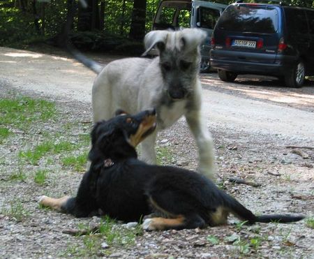 Irish Wolfhound meine neue Freundin...