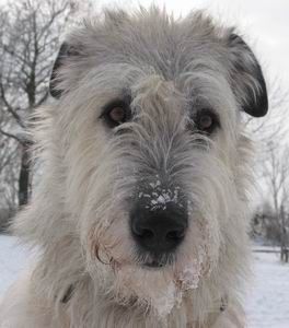 Irish Wolfhound Unser Robin wird bald 8 Jahre alt...
