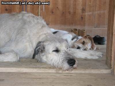 Irish Wolfhound Hunde Foto 3986 Irish Wolfhound Wir sind ja sooooo müde!