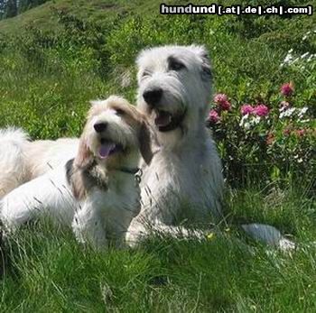 Irish Wolfhound Hunde Foto 3985 Irish Wolfhound Gute Freunde: Robin und klein Rudi