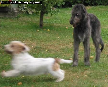 Irish Wolfhound Hunde Foto 4990 Irish Wolfhound Flott unterwegs...