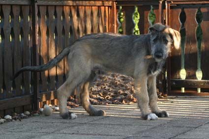 Irish Wolfhound Sam, 14 Wochen alt