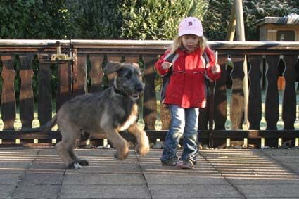 Irish Wolfhound