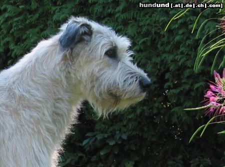 Irish Wolfhound Hunde Foto 5363 Irish Wolfhound Robin im September 2003