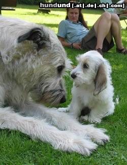Irish Wolfhound Hunde Foto 3987 Irish Wolfhound Du bist aber groß!