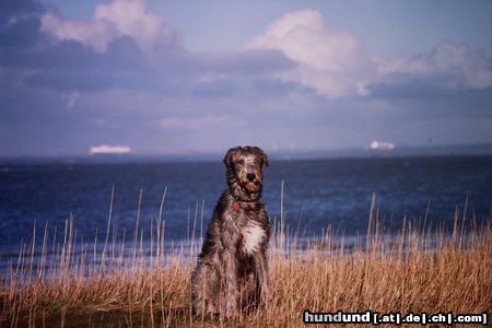 Irish Wolfhound Hunde Foto 14413 Irish Wolfhound Gaoth Cú macht Urlaub an der See