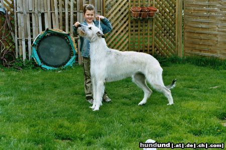 Irish Wolfhound Hunde Foto 11516 Irish Wolfhound Juniorhändling
