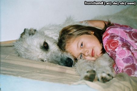 Irish Wolfhound Hunde Foto 11354 Irish Wolfhound Wir bemühen uns, gesunde, muskulöse und dennoch elegante Hunde zu züchten. Die Hunde leben bei uns im Haus und im Garten, wachsen mit liebevoller Betreuung in der Familie auf! Sie dürfen jeden Tag frei laufen, keine Zwingerhaltung! Selbstverständlich achten wir auch auf die richtige Paarung. Herz und Hüften unserer Hunde sind untersucht worden. Wenn Sie Interresse haben an so einem ausgeglichen sanften Riesen - dann melden Sie sich bei uns!