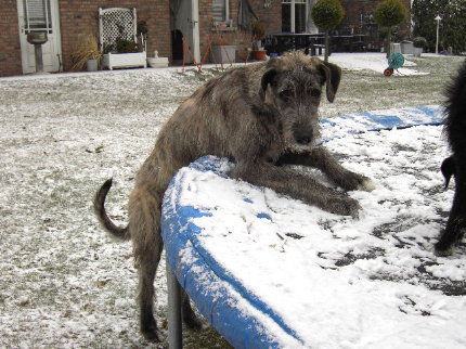 Irish Wolfhound Aidan 7 Monate