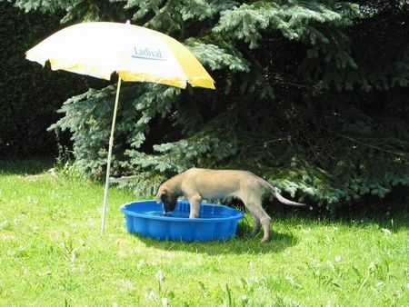 Irish Wolfhound Wolfhoundbaby-Pool