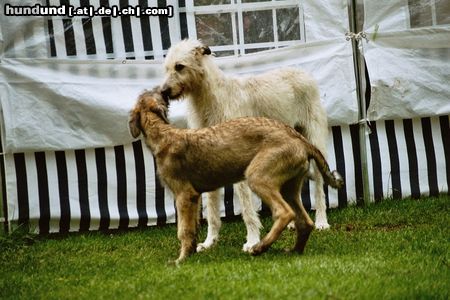 Irish Wolfhound Hunde Foto 13843 Irish Wolfhound Bussi -Bussi