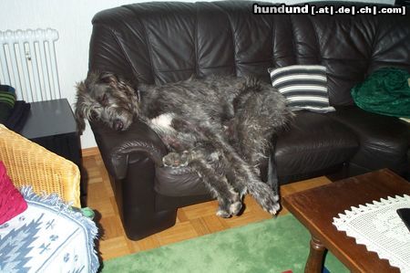 Irish Wolfhound Hunde Foto 6778 Irish Wolfhound Irische Wolfshunden können auch so ausssehen!!