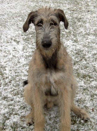 Irish Wolfhound Conner 7 Monate