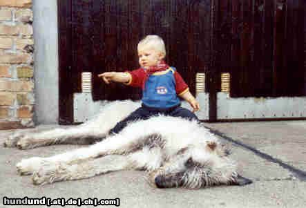 Irish Wolfhound Hunde Foto 9416 Irish Wolfhound Gefunden im Netz!
