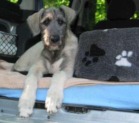 Irish Wolfhound Paulinchen, das Riesenbaby (11 Wochen)