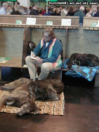 Irish Wolfhound Hunde Foto 4160 Irish Wolfhound irish wolf 2 2000