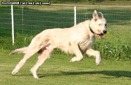 Irish Wolfhound Hunde Foto 14834 in höherer Auflösung ansehen Irish Wolfhound Was ist jetzt los ?