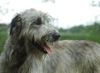 Irish Wolfhound Foto: Irish Wolfhound Rüde (ID 12721) Irish Wolfhound Hund