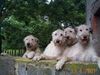 Irish Wolfhound Foto: Komm mal rein zu uns in den Garten (ID 1243) Irish Wolfhound Hund