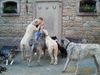 Irish Wolfhound Foto: Hast du nicht noch etwas Leckeres für uns? (ID 1245) Irish Wolfhound Hund