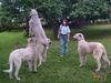 Irish Wolfhound Foto: Hochsprungweltrekord!!! (ID 1246) Irish Wolfhound Hund