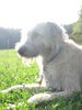 Irish Wolfhound Hund