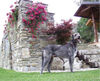 Irish Wolfhound Hund