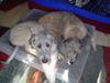 Irish Wolfhound Foto: wann kriegen wir `ne zweite Kudde? (ID 35879) Irish Wolfhound Hund