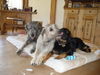 Irish Wolfhound Hund