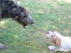 Irish Wolfhound Foto: David gegen Goliath! (ID 4988) Irish Wolfhound Hund