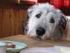 Irish Wolfhound Foto: Ich hab' sooooo hunger! (ID 4018) Irish Wolfhound Hund