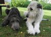 Irish Wolfhound Foto: Freunde! (ID 4986) Irish Wolfhound Hund