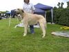 Irish Wolfhound Foto: Ausstellung in Heidenau (ID 13987) Irish Wolfhound Hund