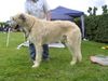 Irish Wolfhound Foto: Ausstellung in Heidenau (ID 13988) Irish Wolfhound Hund