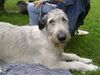 Irish Wolfhound Foto: Ausstellung in Heidenau (ID 13989) Irish Wolfhound Hund