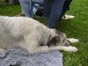 Irish Wolfhound Foto: Ausstellung in Heidenau (ID 13990) Irish Wolfhound Hund