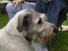 Irish Wolfhound Foto: Ausstellung in Heidenau (ID 13991) Irish Wolfhound Hund