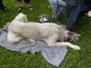 Irish Wolfhound Foto: Ausstellung in Heidenau (ID 13992) Irish Wolfhound Hund