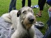 Irish Wolfhound Foto: Ausstellung in Heidenau (ID 13994) Irish Wolfhound Hund