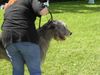 Irish Wolfhound Foto: Ausstellung in Heidenau (ID 13995) Irish Wolfhound Hund