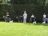 Irish Wolfhound Foto: Ausstellung in Heidenau (ID 13996) Irish Wolfhound Hund