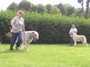 Irish Wolfhound Foto: Ausstellung in Heidenau (ID 13997) Irish Wolfhound Hund