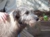Irish Wolfhound Foto: erste Frühlingssonne (ID 10147) Irish Wolfhound Hund