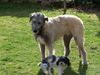 Irish Wolfhound Foto: Conrad und Bienchen (ID 10148) Irish Wolfhound Hund