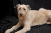 Irish Wolfhound Hund