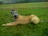 Irish Wolfhound Hund