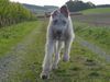 Irish Wolfhound Hund