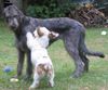 Irish Wolfhound Foto: Spiel mit mir! (ID 4987) Irish Wolfhound Hund