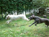 Irish Wolfhound Hund