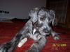 Irish Wolfhound Hund